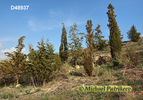 Cyprus Mediterranean forests